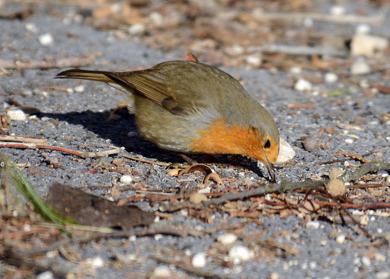 Pettirosso - Erithacus rubecula